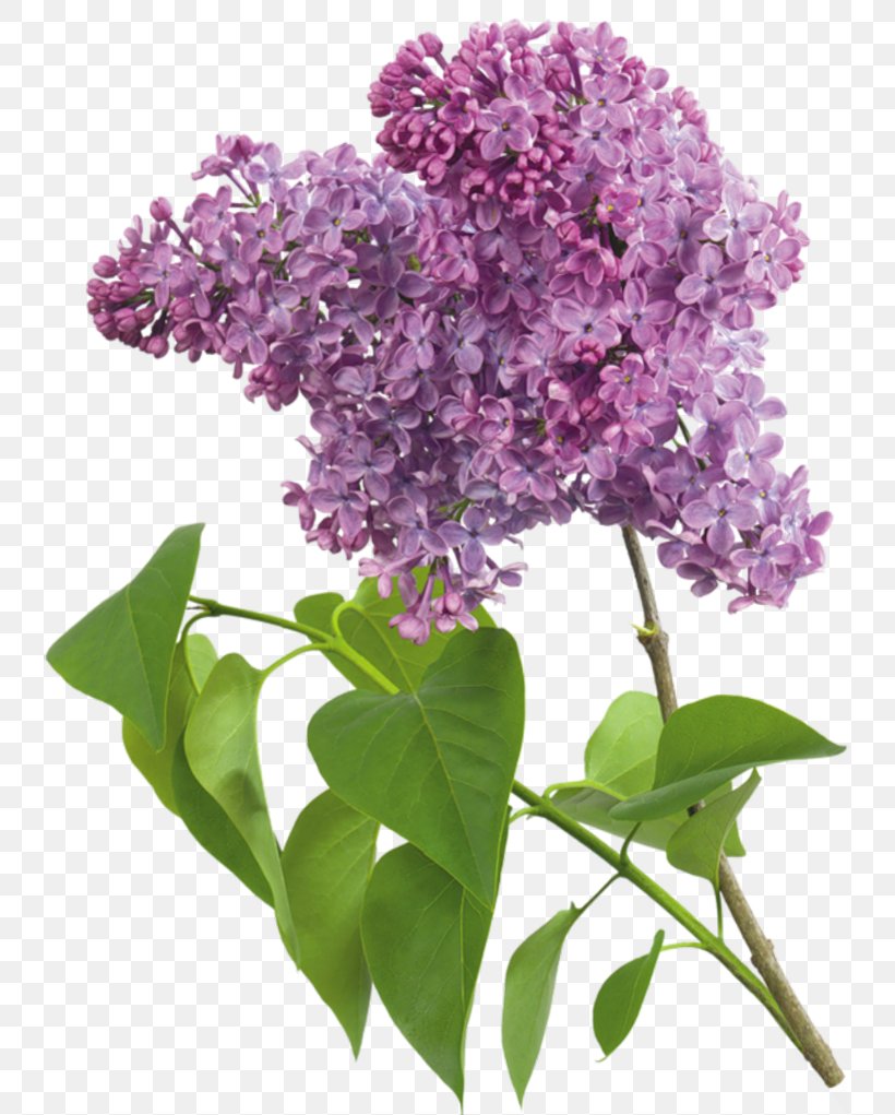 Lilac Flower Clip Art, PNG, 740x1021px, Common Lilac, Branch, Color, Flower, Flowering Plant Download Free