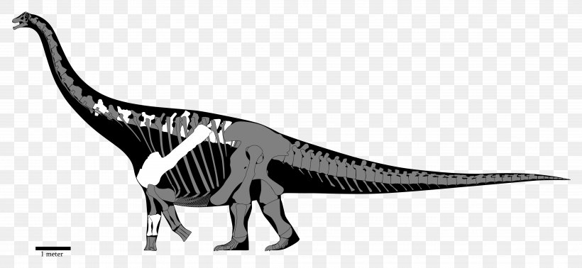 Opisthocoelicaudia Spinosaurus Diamantinasaurus Yongjinglong Saltasaurus, PNG, 4957x2289px, Opisthocoelicaudia, Animal Figure, Black And White, Diamantinasaurus, Dinosaur Download Free