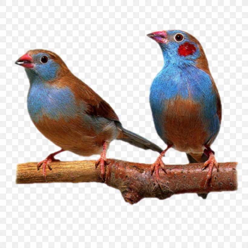 Bird Finch American Sparrows, PNG, 1500x1500px, Bird, American Sparrows, Beak, Emberizidae, Fauna Download Free