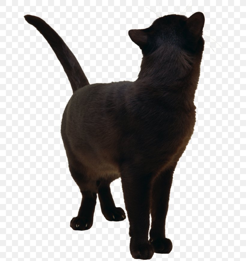 Black Cat Burmese Cat Bombay Cat Havana Brown Korat, PNG, 670x870px, Black Cat, Asian, Bombay, Bombay Cat, Breed Download Free