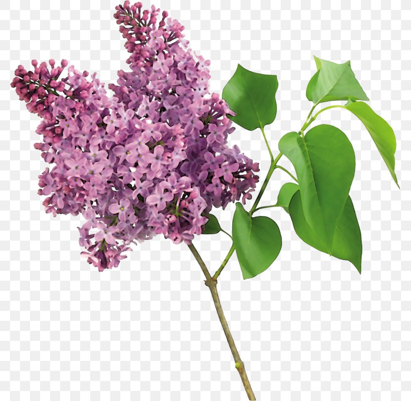 Lilac Tree Shrub Garden, PNG, 779x800px, Lilac, Branch, Cut Flowers, Flower, Flowering Plant Download Free