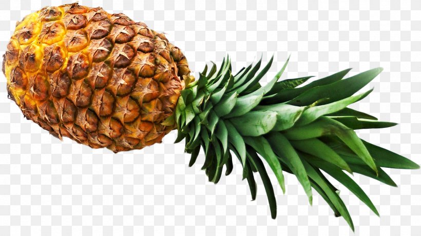 Family Tree Background, PNG, 1484x833px, Pineapple, Ananas, Attalea Speciosa, Can, Clausena Lansium Download Free