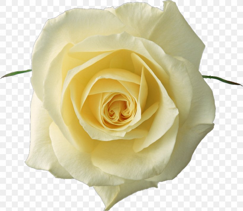 Rose Desktop Wallpaper Clip Art, PNG, 1600x1391px, Rose, Cut Flowers, Floribunda, Flower, Flower Bouquet Download Free