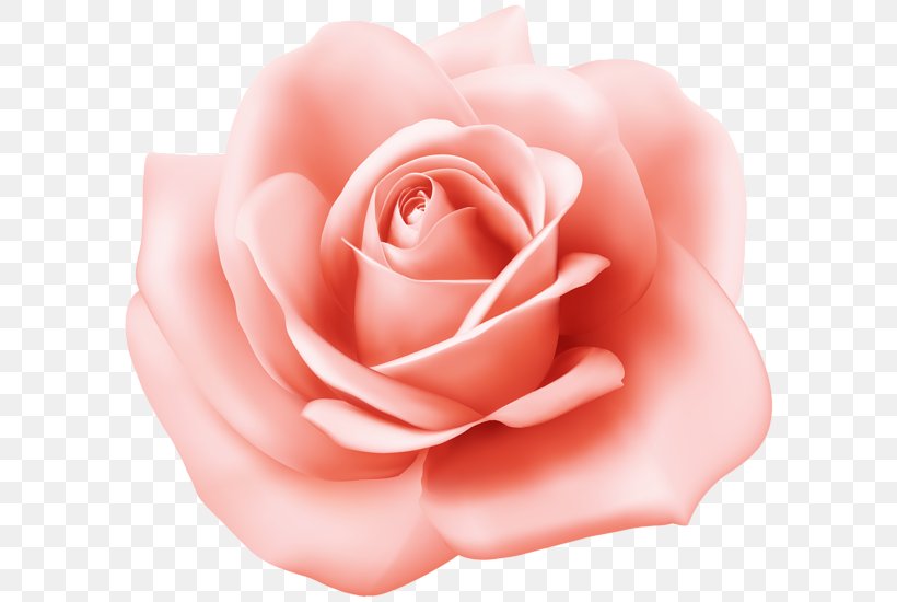 Garden Roses Cabbage Rose Floribunda China Rose Clip Art, PNG, 600x550px, Garden Roses, Blue Rose, Cabbage Rose, China Rose, Close Up Download Free