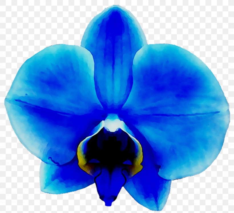 Orchids Clip Art Vanda Coerulea Blue, PNG, 1146x1045px, Orchids, Black, Blue, Cattleya, Cobalt Blue Download Free
