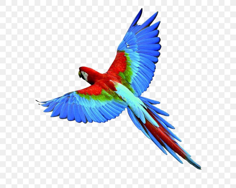 Parrot Bird Eagle, PNG, 650x653px, Parrot, Beak, Bird, Bird Flight, Common Pet Parakeet Download Free