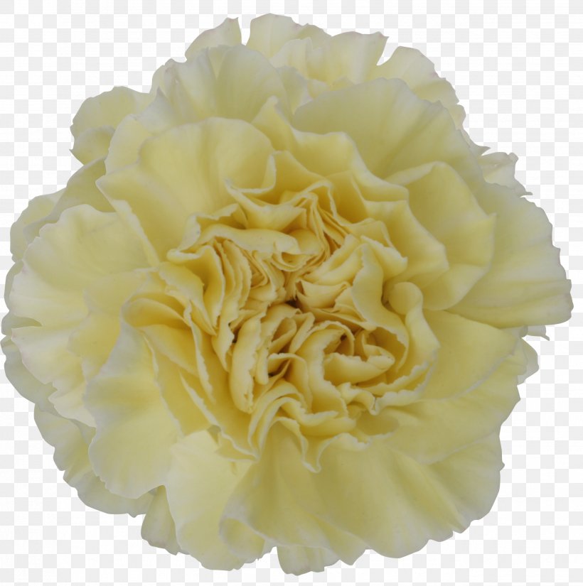 Carnation Cut Flowers Yellow Color, PNG, 2575x2592px, Carnation, Color, Cream, Cut Flowers, Flower Download Free