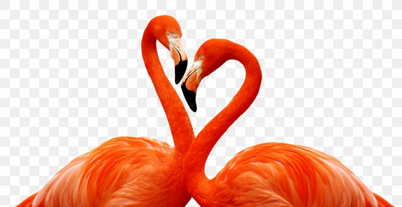 Flamingo, PNG, 1280x662px, Phoenicopterus, Animal, Beak, Bird, Blanket Download Free