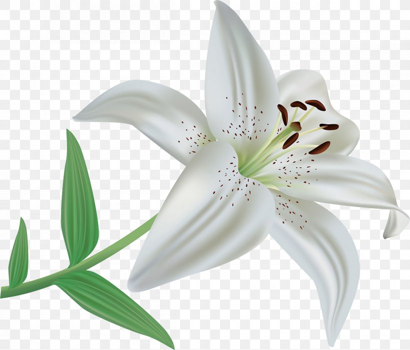 Flower Lilium Candidum Lilium Polyphyllum Clip Art, PNG, 1200x1027px, Flower, Color, Cut Flowers, Digital Image, Flowering Plant Download Free