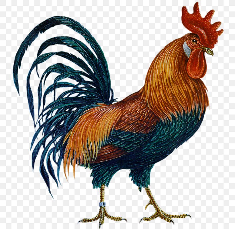 Chicken Rooster Clip Art, PNG, 743x800px, Chicken, Beak, Bird, Fauna, Feather Download Free