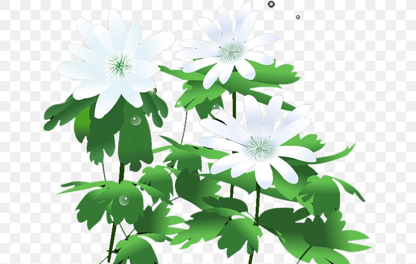 Chrysanthemum Icon, PNG, 649x521px, Chrysanthemum, Chrysanths, Daisy Family, Flora, Floral Design Download Free