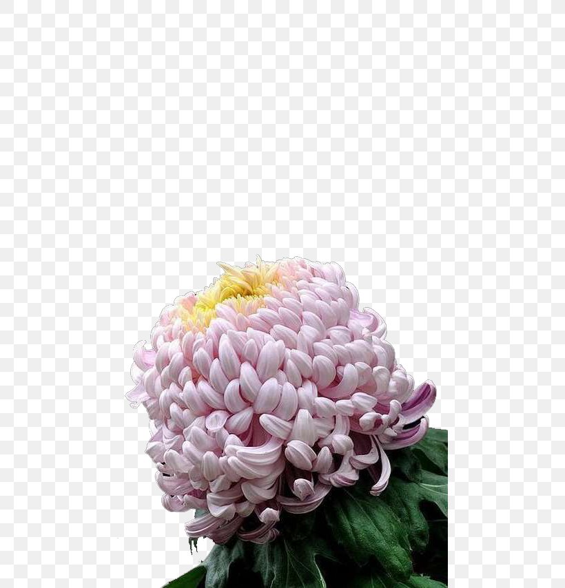 Chrysanthemum Petal Euclidean Vector, PNG, 480x854px, Chrysanthemum, Chrysanths, Cut Flowers, Dahlia, Daisy Family Download Free
