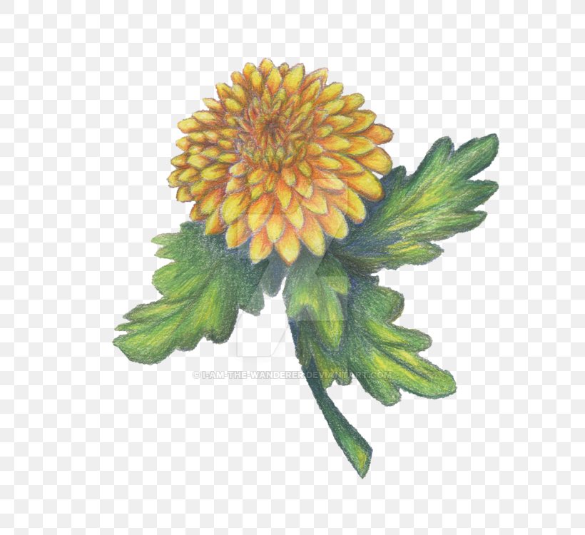 Cut Flowers Chrysanthemum Dandelion Plant, PNG, 600x750px, Flower, Chrysanthemum, Chrysanths, Common Daisy, Cut Flowers Download Free