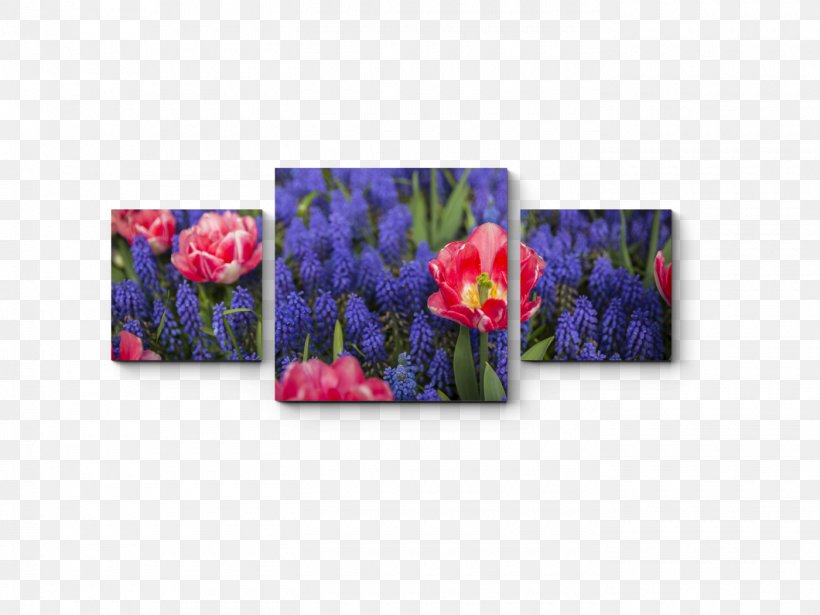 Petal Floral Design Rectangle Flower, PNG, 1400x1050px, Petal, Floral Design, Flower, Flowering Plant, Magenta Download Free