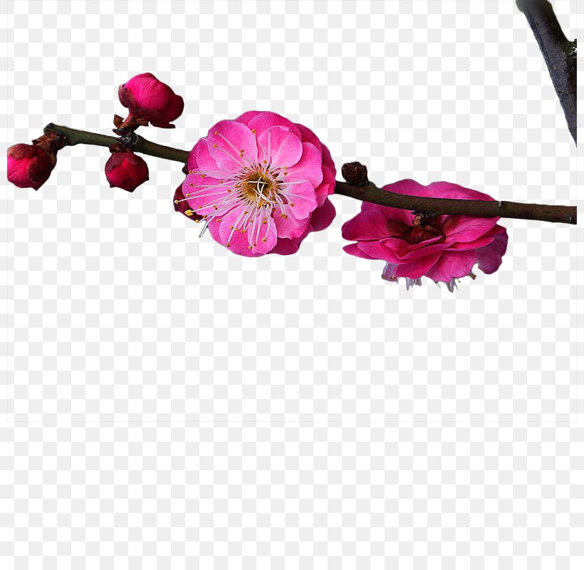 Plum Blossom Red, PNG, 800x800px, Plum Blossom, Artificial Flower, Blossom, Body Jewelry, Branch Download Free