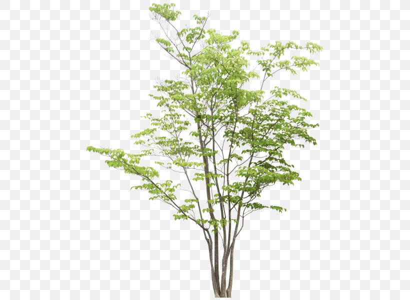 Tree Rendering Adobe Photoshop Elements, PNG, 480x600px, Tree, Adobe Photoshop Elements, Artlantis, Branch, Clipping Path Download Free