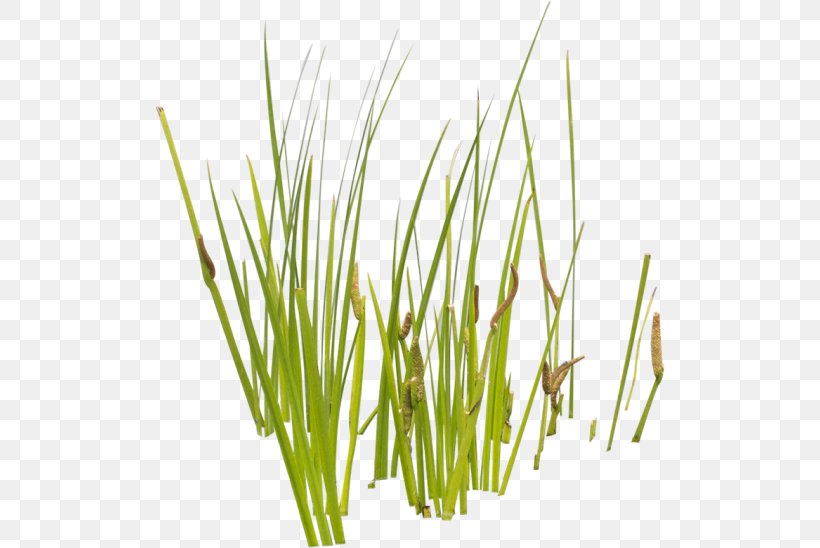 Aquatic Plants Cattail Grasses, PNG, 548x548px, Plant, Aquatic Plants, Cattail, Chrysopogon Zizanioides, Commodity Download Free