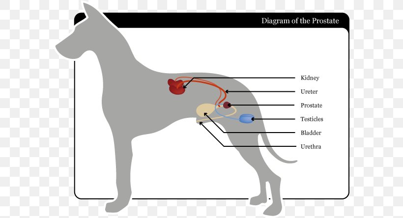 Dog Breed Horse Halter Finger, PNG, 603x444px, Watercolor, Cartoon, Flower, Frame, Heart Download Free