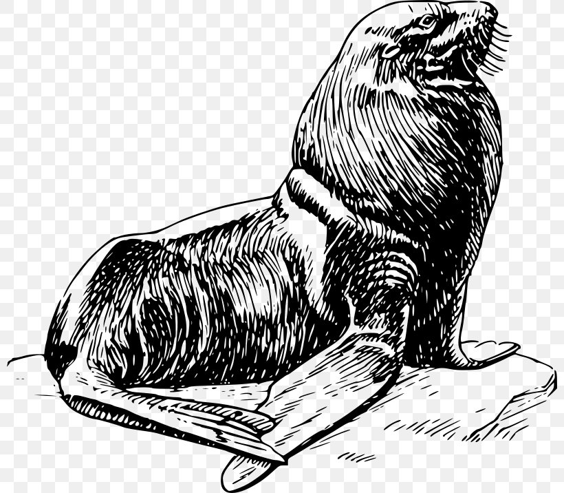 Earless Seal Harp Seal Clip Art, PNG, 800x716px, Earless Seal, Art, Beak, Bear, Beaver Download Free