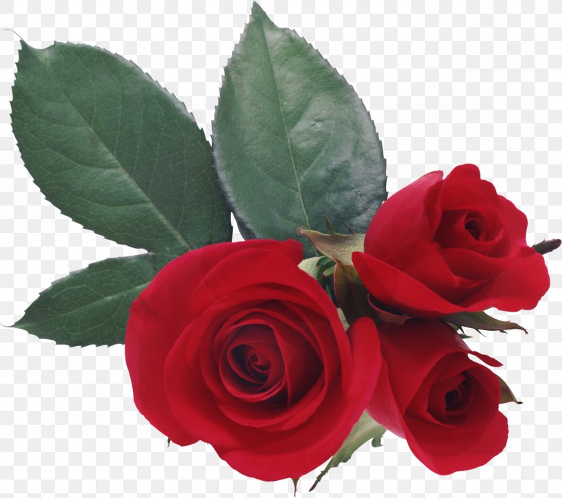 Love Rose Desktop Wallpaper Heart, PNG, 1280x1136px, Love, Artificial Flower,  Blue Rose, Cut Flowers, Floribunda Download