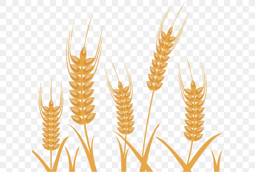 Photography Wheat Illustration, PNG, 613x552px, Photography, Can Stock Photo, Cereal, Commodity, Drawing Download Free