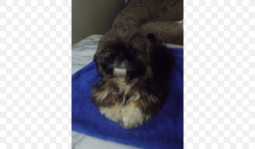 Shih Tzu Bolonka Havanese Dog Little Lion Dog Tibetan Terrier, PNG, 640x480px, Shih Tzu, Bolonka, Breed, Carnivoran, Chinese Imperial Dog Download Free