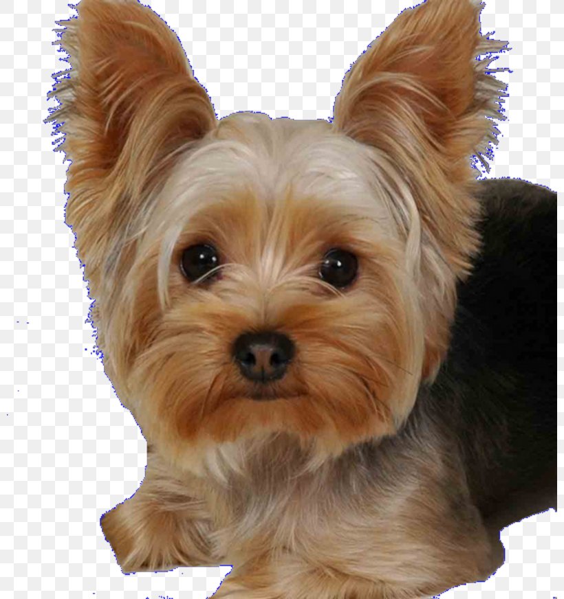 Yorkshire Terrier Estrela Mountain Dog Bulldog Shih Tzu Race, PNG, 800x872px, Yorkshire Terrier, Animal, Australian Silky Terrier, Australian Terrier, Biewer Terrier Download Free