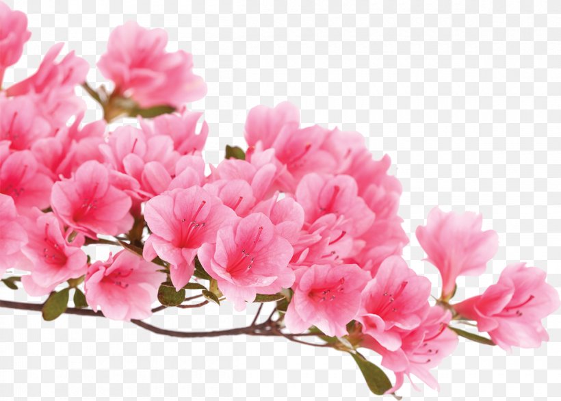 Azalea Pink Flowers Rhododendron Luteum, PNG, 1200x858px, Azalea, Blossom, Branch, Cherry Blossom, Color Download Free