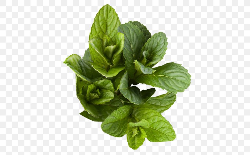 Basil Herb Peppermint Plant, PNG, 510x510px, Basil, Herb, Herbalism, Istock, Leaf Download Free