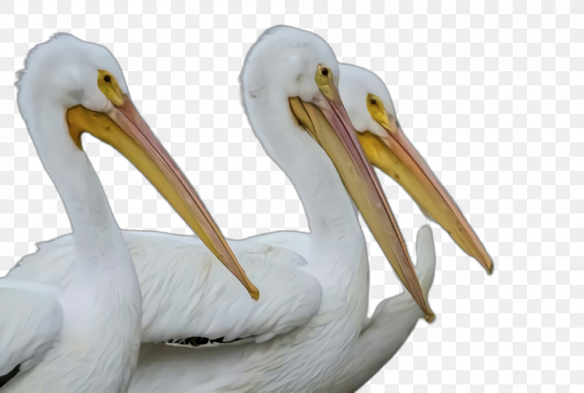 Bird Pelican Beak White Pelican Pelecaniformes, PNG, 2000x1348px, Bird, Beak, Ciconiiformes, Pelecaniformes, Pelican Download Free