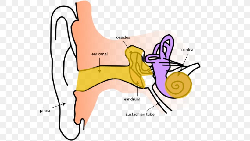 Ear Anatomy Inner Ear Eardrum, PNG, 555x463px, Watercolor, Cartoon, Flower, Frame, Heart Download Free