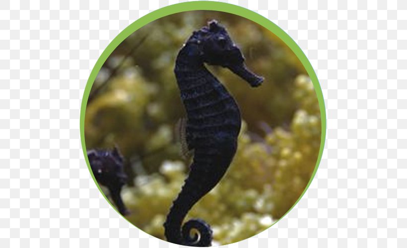 Leafy Seadragon Pygmy Seahorse Big-belly Seahorse Common Seadragon Lembeh, PNG, 500x500px, Leafy Seadragon, Alcyonacea, Animal, Aquarium, Bigbelly Seahorse Download Free