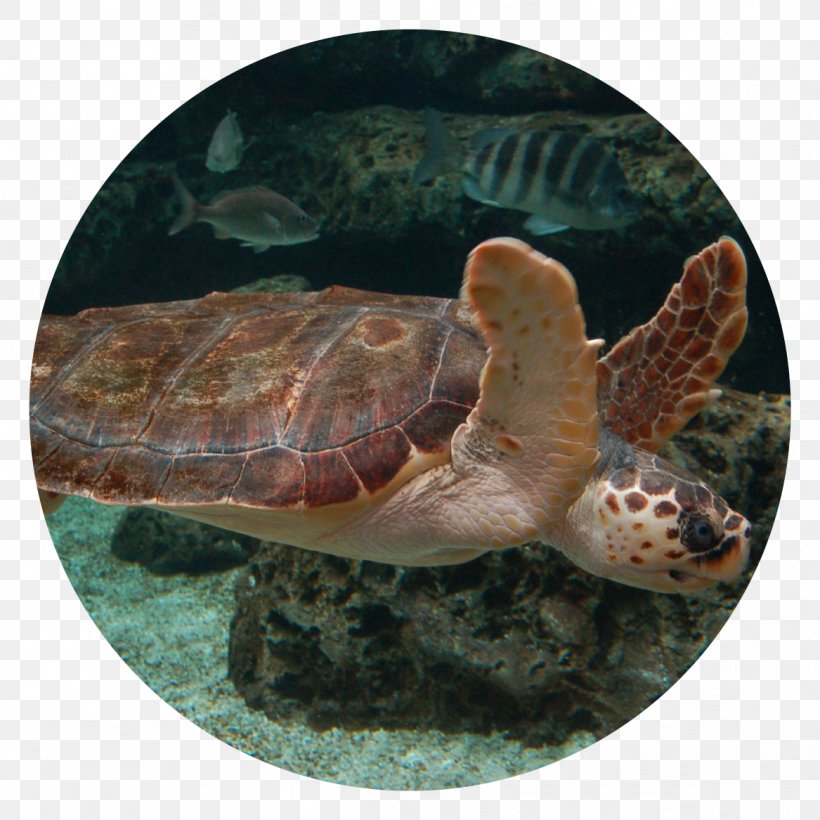 Loggerhead Sea Turtle Acuario De Gijón Georgia Aquarium Shark, PNG, 1167x1167px, Loggerhead Sea Turtle, Animal, Aquarium, Box Turtle, Box Turtles Download Free