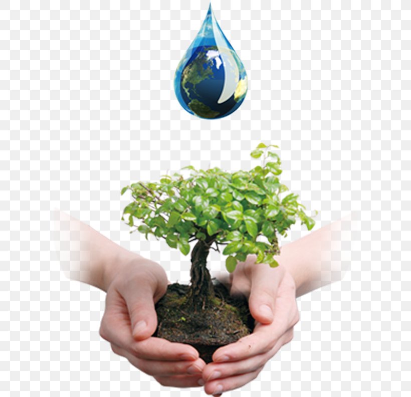 Tree Bonsai Business Company Waste Oil, PNG, 606x792px, Tree, Bonsai, Business, Company, Flowerpot Download Free