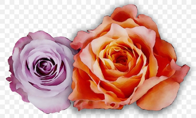 Watercolor Floral Background, PNG, 1000x607px, Watercolor, Annual Plant, Artificial Flower, Cabbage Rose, Closeup Download Free