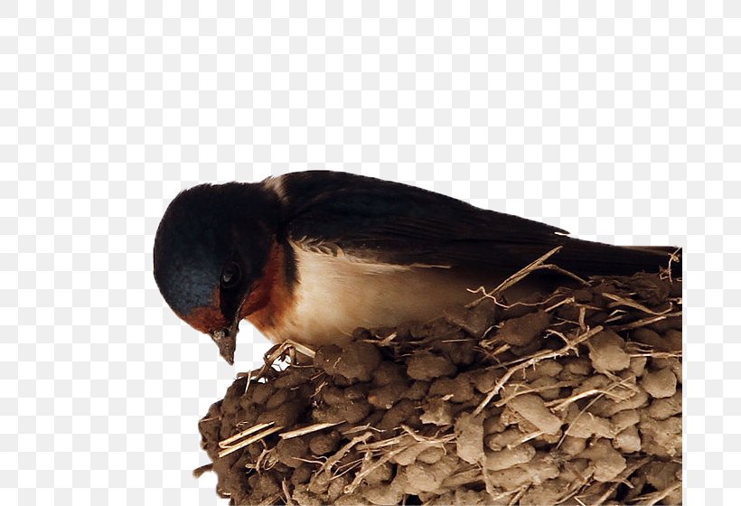 Barn Swallow Pxe4xe4skysenpesxe4keitto El Nido Bird, PNG, 690x560px, Swallow, American Sparrows, Barn Swallow, Beak, Bird Download Free