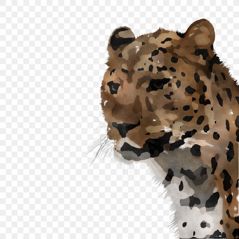 Leopard Cheetah Tiger Whiskers Fur, PNG, 1440x1440px, Leopard, Cat, Catlike, Cheetah, Fur Download Free