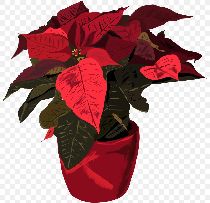 Poinsettia Spurges Christmas Tree Plants, PNG, 800x793px, Poinsettia, Alle Jahre Wieder, Christmas Tree, Cut Flowers, Flower Download Free