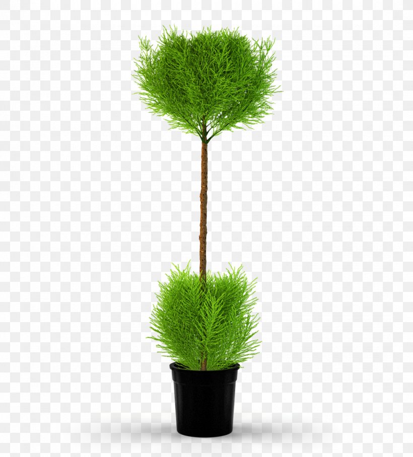 Tree Flowerpot Houseplant Monterey Cypress Png 1080x1196px 3d
