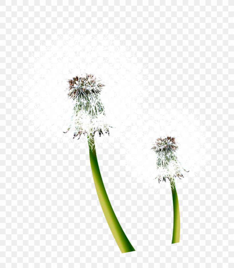 Common Dandelion Euclidean Vector, PNG, 1103x1263px, Common Dandelion, Dandelion, Flora, Floral Design, Flower Download Free