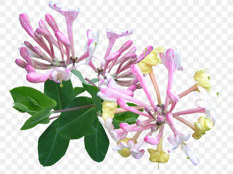 Madressilva Vine Flower Lonicera Japonica Plant, PNG, 1280x957px, Madressilva, Blossom, Branch, Cut Flowers, Flower Download Free