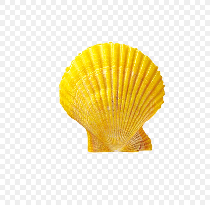 Seashell Shellfish Conchology Scallop, PNG, 800x800px, Seashell, Cockle, Conchology, Google Images, Material Download Free