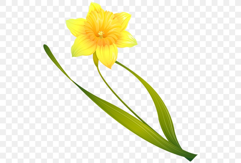 Clip Art Image Illustration Daffodil, PNG, 555x555px, Daffodil, Amaryllis Family, Art, Can Stock Photo, Cut Flowers Download Free