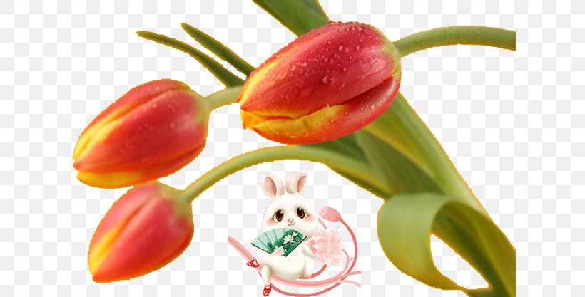 Flower Tulip Download, PNG, 626x417px, Flower, Cartoon, Designer, Diet Food, Fruit Download Free