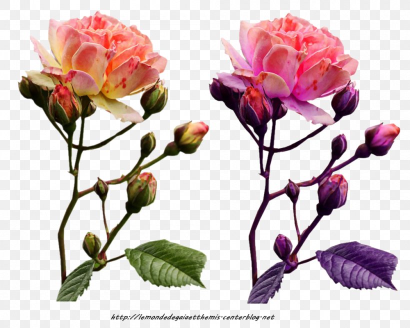 Garden Roses Cabbage Rose Flower Floribunda Floral Design, PNG, 1000x800px, Garden Roses, Blossom, Branch, Bud, Cabbage Rose Download Free