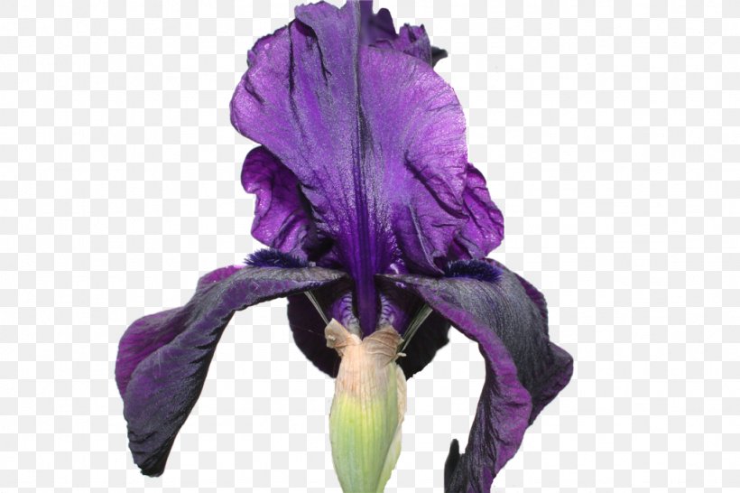 Petal, PNG, 1024x683px, Petal, Flower, Flowering Plant, Iris, Iris Family Download Free