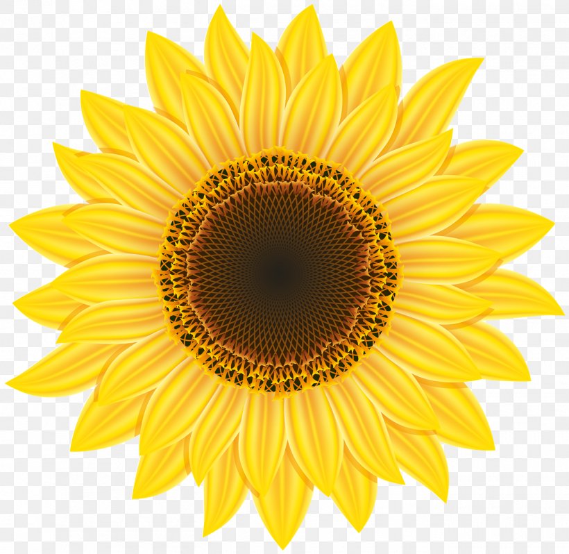 Common Sunflower Clip Art, PNG, 1350x1314px, Common Sunflower, Color, Daisy Family, Display Resolution, Drawing Download Free