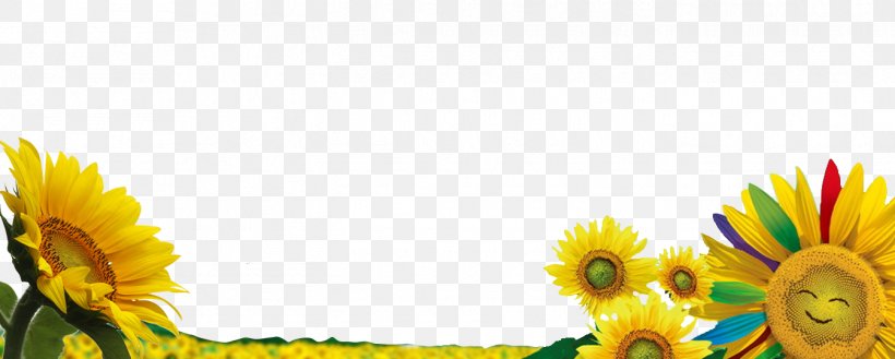 Common Sunflower Download Wallpaper, PNG, 1345x540px, Common Sunflower, Animation, Daisy Family, Drawing, Floral Design Download Free