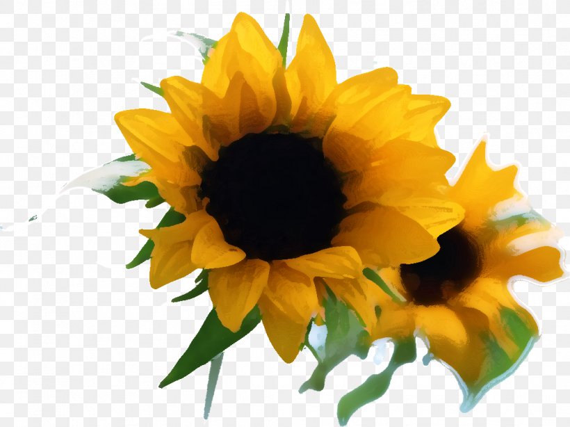 Common Sunflower Two Cut Sunflowers Illustration Image Photography, PNG, 1068x800px, Common Sunflower, Cut Flowers, Daisy Family, Flower, Flowering Plant Download Free