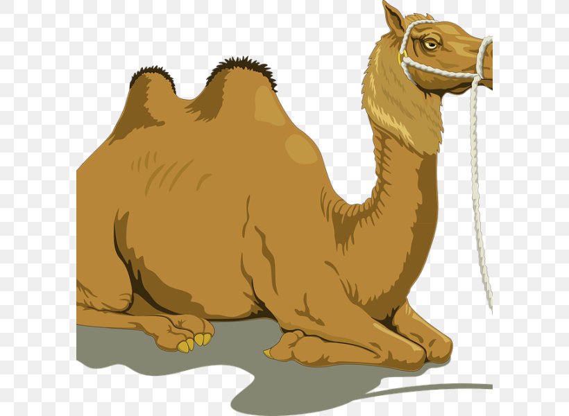 Dromedary Bactrian Camel Clip Art, PNG, 600x600px, Dromedary, Arabian Camel, Art, Bactrian Camel, Camel Download Free